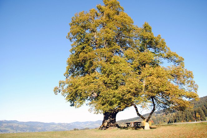 Die geheimnisvolle Welt der Bäume - Naturschätze der Steiermark - Photos
