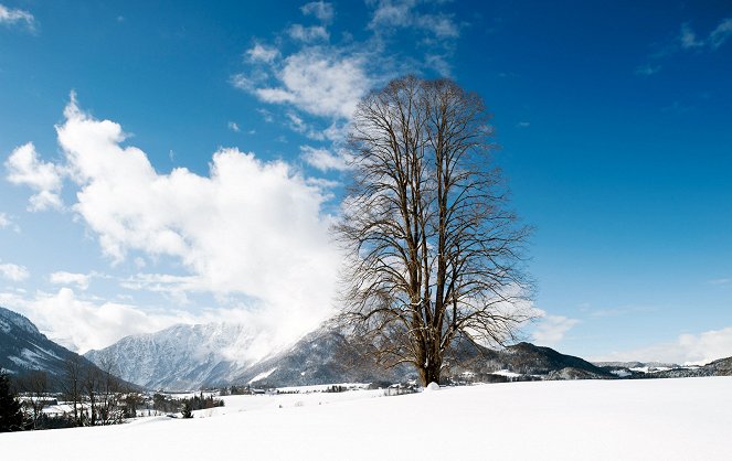 Die geheimnisvolle Welt der Bäume - Naturschätze der Steiermark - Photos