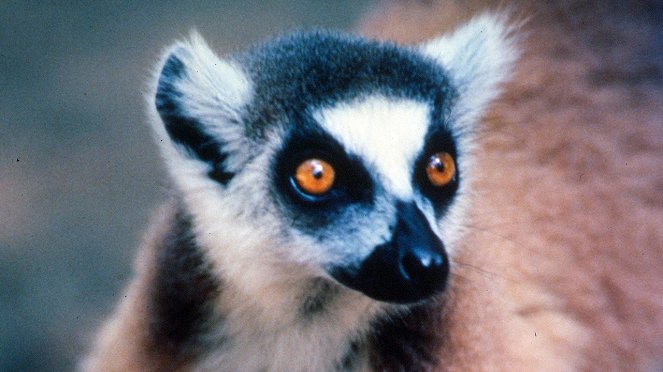 Wild Madagascar - Film