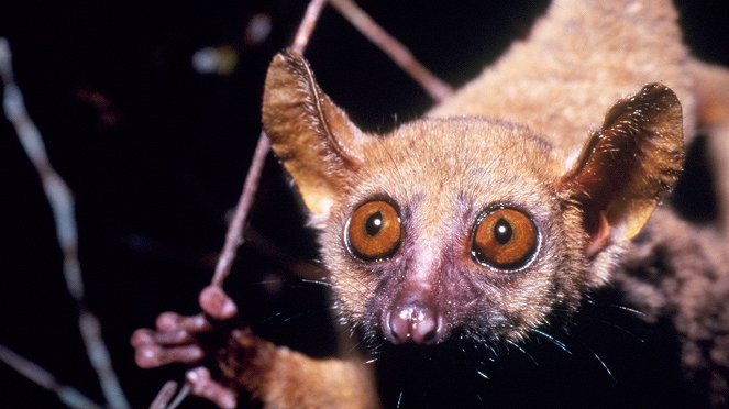 Fantastická zvířata Madagaskaru - Z filmu