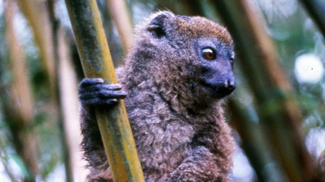 Wild Madagascar - Z filmu