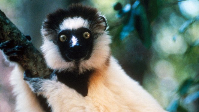 Madagaskars fantastische Tierwelt - Filmfotos
