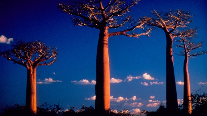 Csodálatos Madagaszkár - Filmfotók