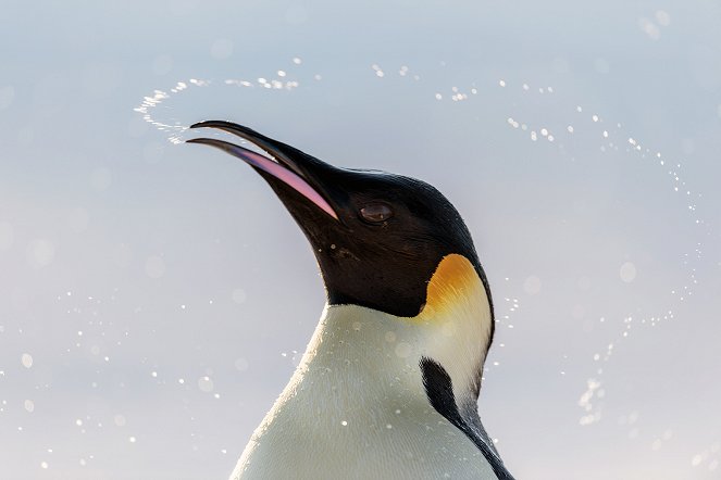 Antarktis - Die Reise der Pinguine - Filmfotos