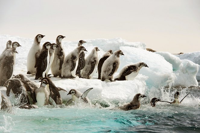 Antarctica, sur les traces de l'empereur - De la película