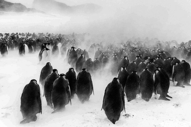Antarktis - Leben am Limit - Filmfotos