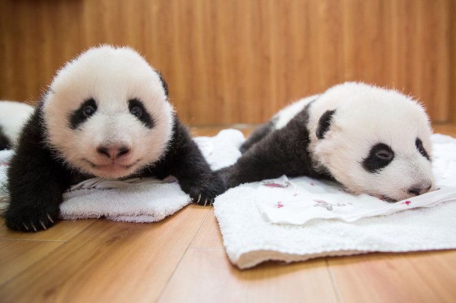 Panda Babies - Kuvat elokuvasta
