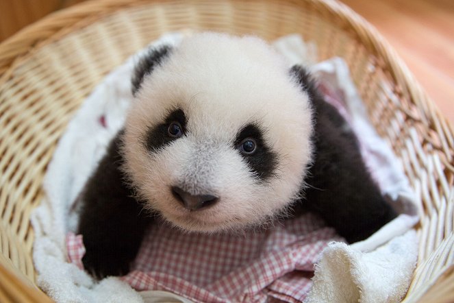 Panda Babies - Photos