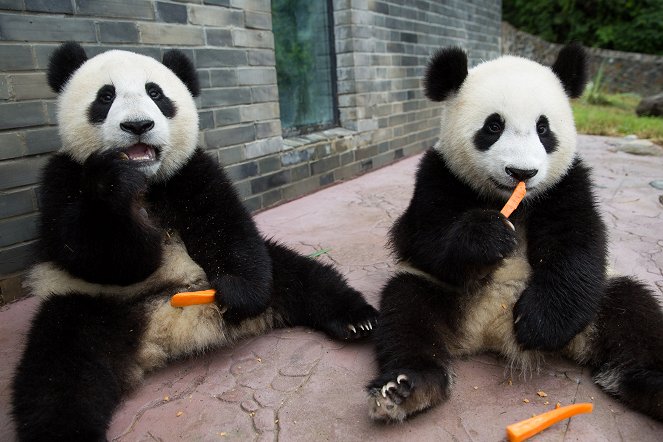 Panda Babies - Photos