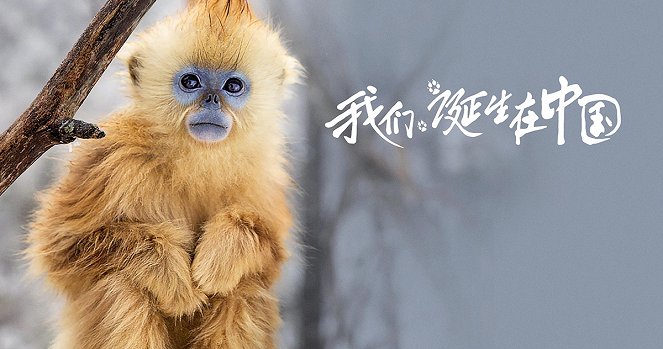 Nacidos En China - Fotocromos