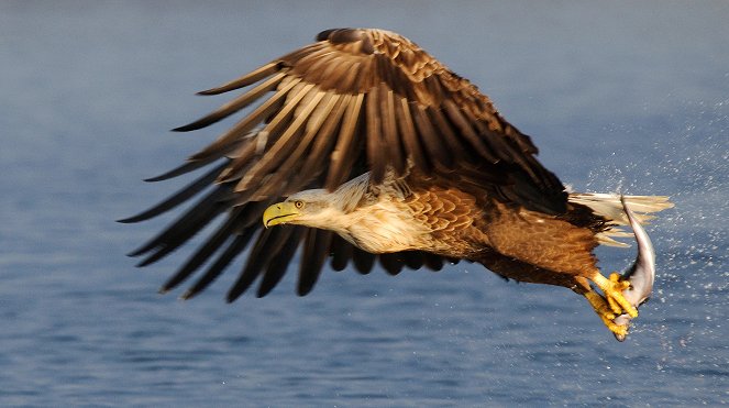 Seeadler - Der Vogel Phönix - Filmfotos