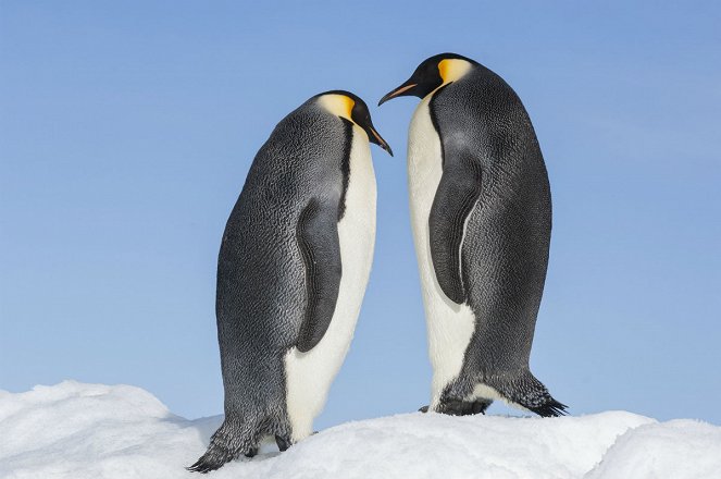 March of the Penguins 2: The Next Step - Photos