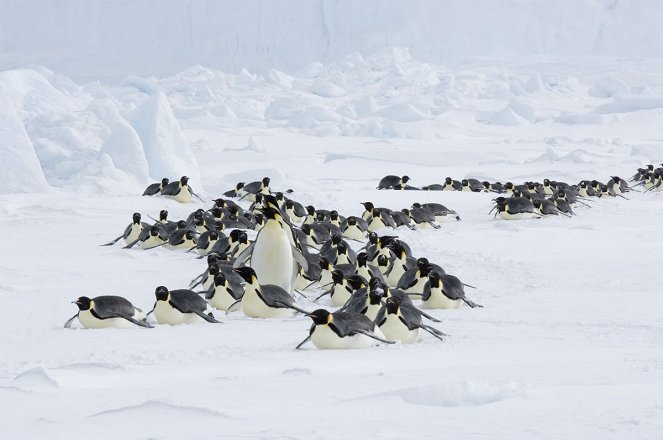 Putovanie tučniakov: Volanie oceánu - Z filmu