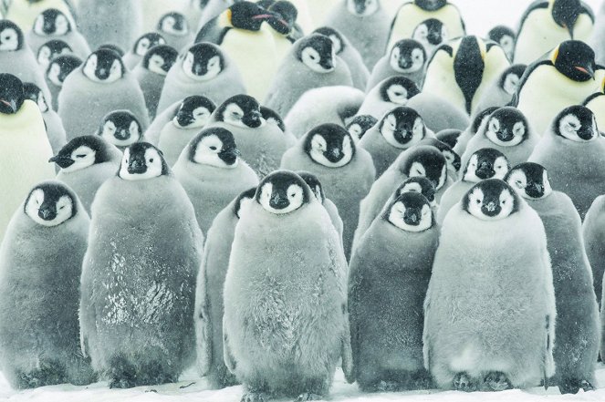 O Imperador: A Marcha dos Pinguins 2 - Do filme