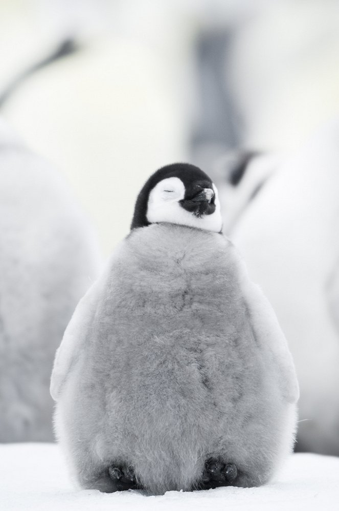 O Imperador: A Marcha dos Pinguins 2 - De filmes