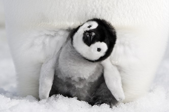 Marsz pingwinów 2: Przygoda na krańcu świata - Z filmu