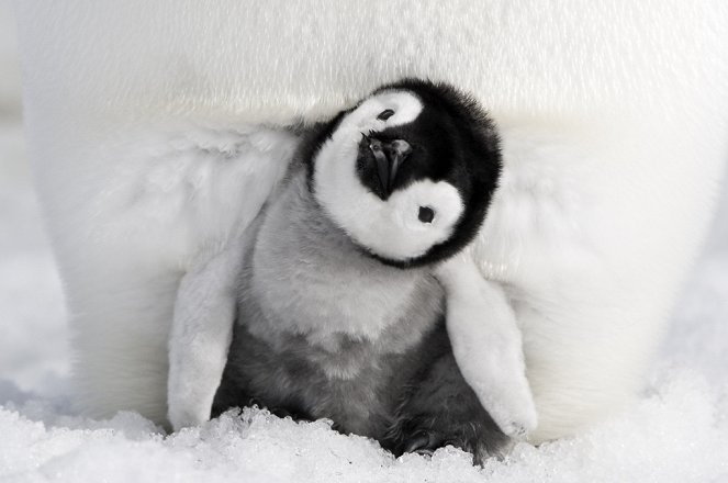 Die Reise der Pinguine 2 - Filmfotos