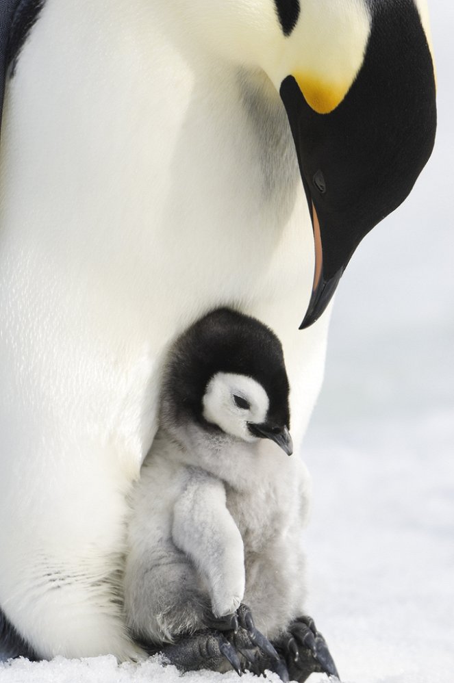 Putovanie tučniakov: Volanie oceánu - Z filmu