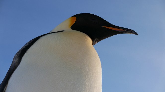 Putování tučňáků: Volání oceánu - Z filmu
