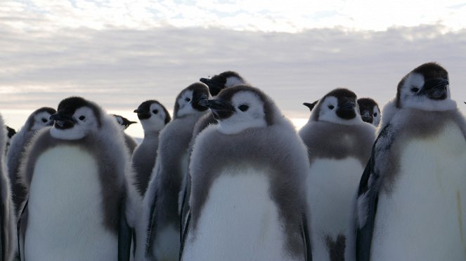 La marcha de los Pingüinos 2 - De la película