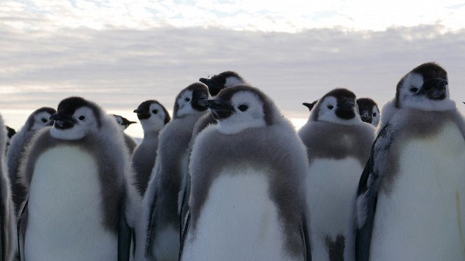 Putování tučňáků: Volání oceánu - Z filmu