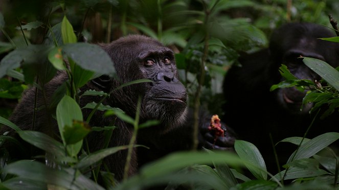 Rise Of The Warrior Apes - Filmfotók