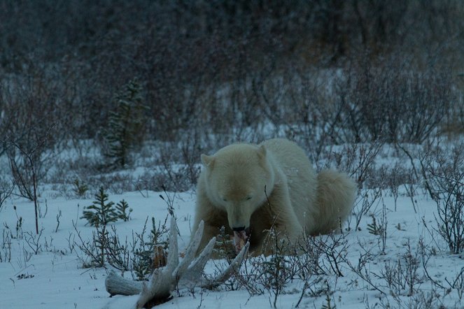Polar Bear Invasion - Filmfotos