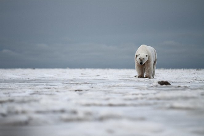 Polar Bear Invasion - Van film