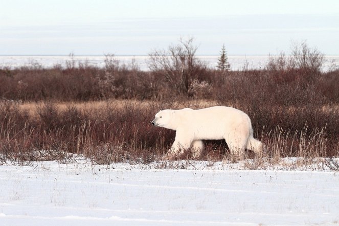 Polar Bear Invasion - Do filme