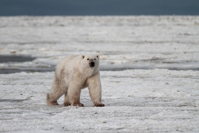 Invaze medvědů ledních - Z filmu