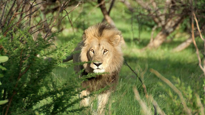 Return of the Lion - De la película