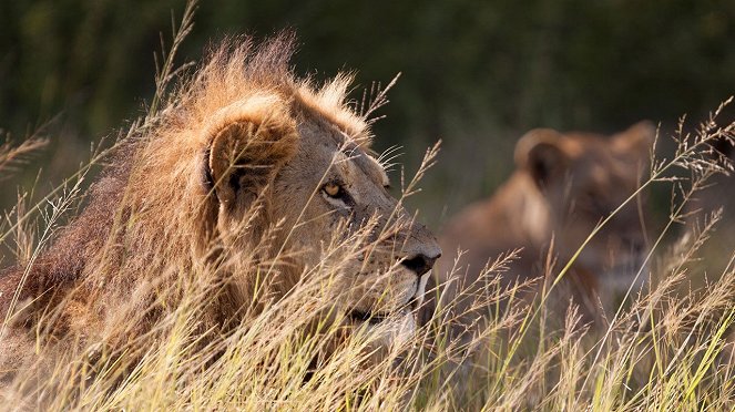 Return of the Lion - Kuvat elokuvasta