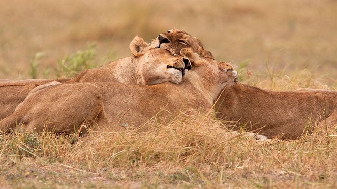 Return of the Lion - De la película