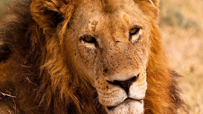 Az Akagera oroszlánjai - Filmfotók