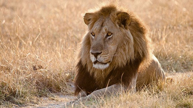 Az Akagera oroszlánjai - Filmfotók