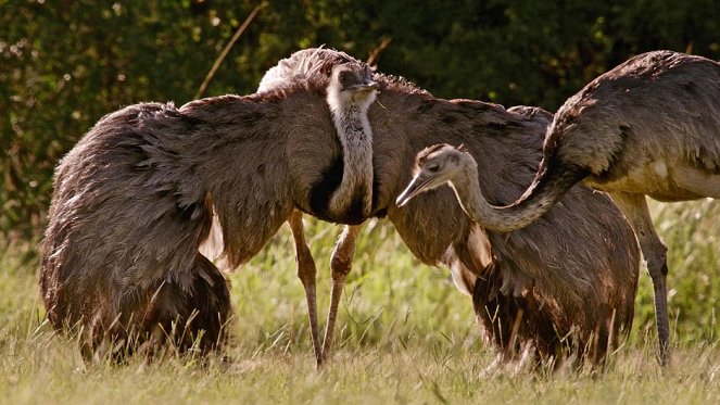 The Natural World - Attenborough's Big Birds - Z filmu