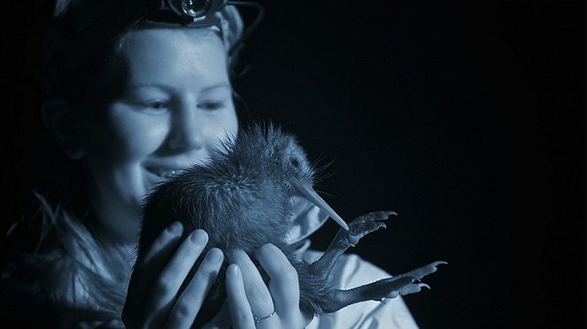 The Natural World - Attenborough's Big Birds - Van film