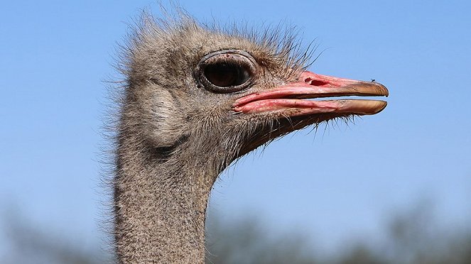The Natural World - Attenborough's Big Birds - Photos
