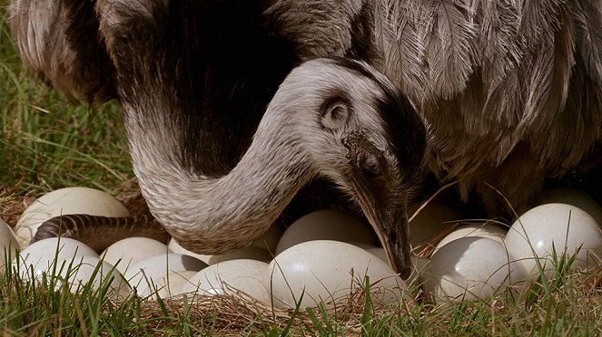 The Natural World - Attenborough's Big Birds - Van film