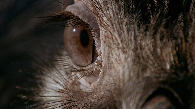 Natural World - Attenboroughs schräge Vögel - Filmfotos