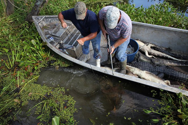 Swamp People - Film