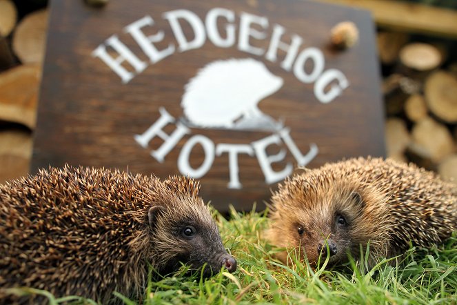 The Hedgehog Hotel - De la película