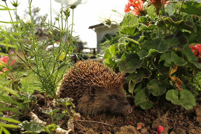 The Hedgehog Hotel - Z filmu