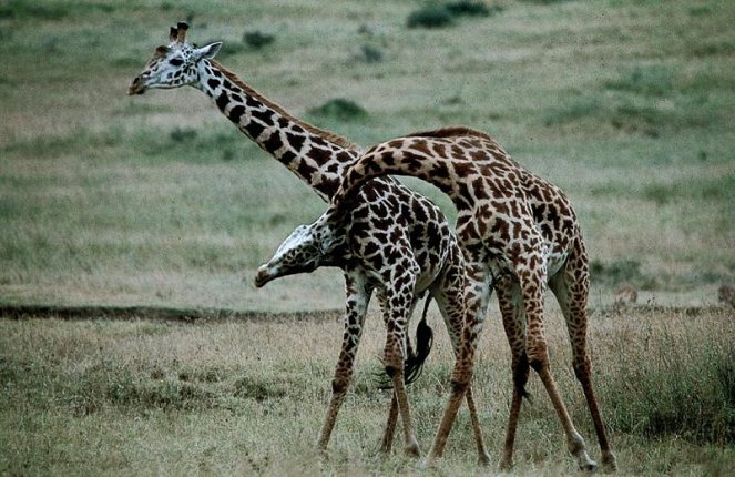 Serengeti darf nicht sterben - Van film