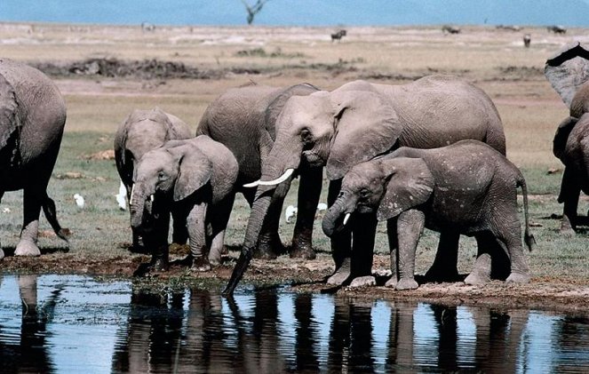 Serengeti darf nicht sterben - Filmfotos