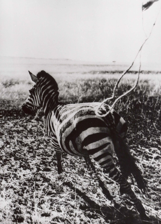 Serengeti får inte dö - Kuvat elokuvasta