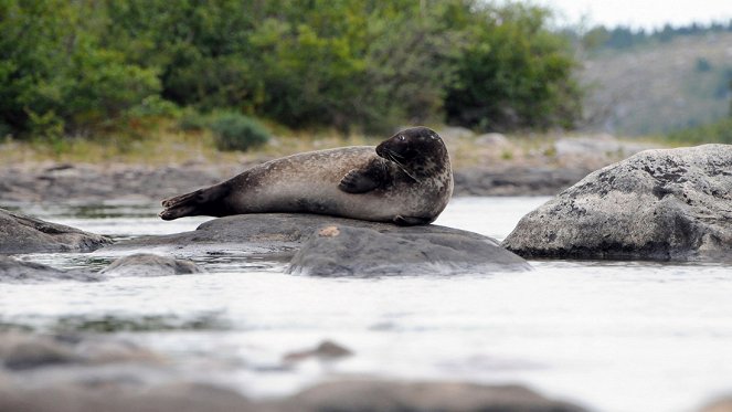 Landlocked Seals - Photos