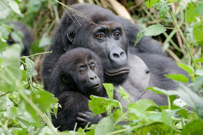 Gorilla Family & Me - Photos