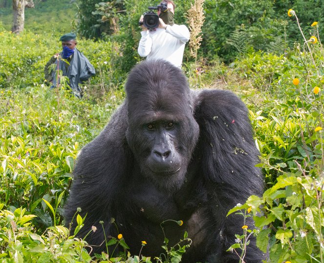 Gorilla Family & Me - Filmfotók