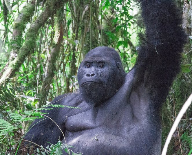 Gorilí tlupa a já - Z filmu